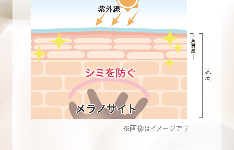 シミやそばかすの元になるメラニンの生成を抑えるだけでなく、メラニンの肌表面への輸送を阻害して、シミができるのを防ぎます。